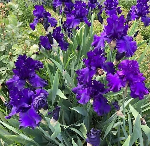 Villa Torretta Filomena Toscana *